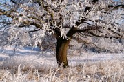 夢中的雪舞，一場飄灑的冬日之夢，夢中的雪舞，飄灑的冬日之夢