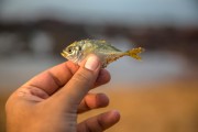 夢到釣到魚，寓意與解讀，夢到釣到魚的寓意與解讀