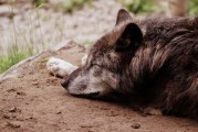 動物世界下載安裝_動物世界下載地址