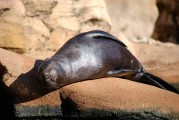 大魚吃小魚免費(fèi)版游戲帶你暢游捕魚海洋，大魚吃小魚，免費(fèi)捕魚海洋體驗(yàn)