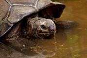 夢中釣魚奇遇，釣到神秘烏龜?shù)钠婊弥?，夢中釣魚奇遇，釣到神秘烏龜?shù)钠婊弥? title=