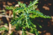 夢中的異樣生物——蝎子與蜈蚣的神秘啟示，夢中的異樣啟示，蝎子與蜈蚣的神秘符號