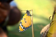 孕婦夢(mèng)到蜘蛛的寓意與解讀，孕婦夢(mèng)到蜘蛛的寓意與解析