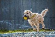 夢(mèng)遨犬行——一次遛狗的夢(mèng)境之旅，夢(mèng)遨犬行，遛狗的夢(mèng)境之旅