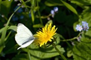 孕婦夢中花語——解析孕婦夢到花的含義，孕婦夢到花的含義解析