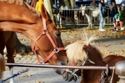 夢中奇遇，與各種動物共舞，夢中奇遇，與各種動物共舞