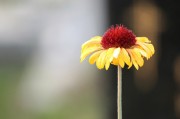 探尋自由的綠色花朵——免費(fèi)的小花仙游戲介紹，小花仙，追尋自由綠色花朵的游戲介紹