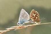 女人夢到動(dòng)物，解讀夢境中的神秘信號，女人夢到動(dòng)物，解讀夢境中的神秘信號