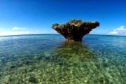 鯊魚游戲免費(fèi)下載，帶你體驗(yàn)最真實(shí)的海洋世界，鯊魚游戲下載，海洋世界的驚險(xiǎn)冒險(xiǎn)！