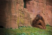 我的動物園的游戲免費，動物園游戲，享受寓教于樂的動物世界