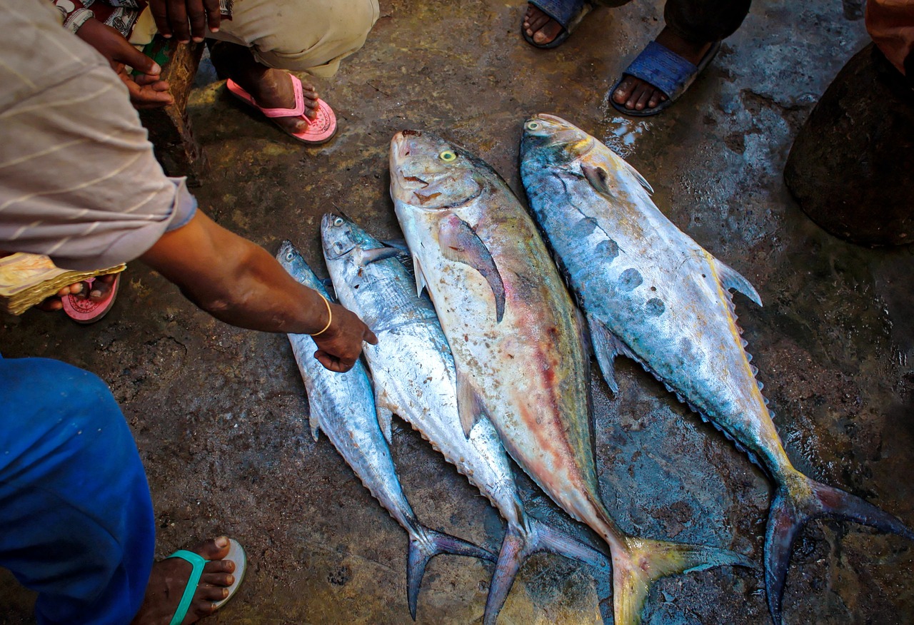 夢中尋魚，一次難忘的捕魚經(jīng)歷