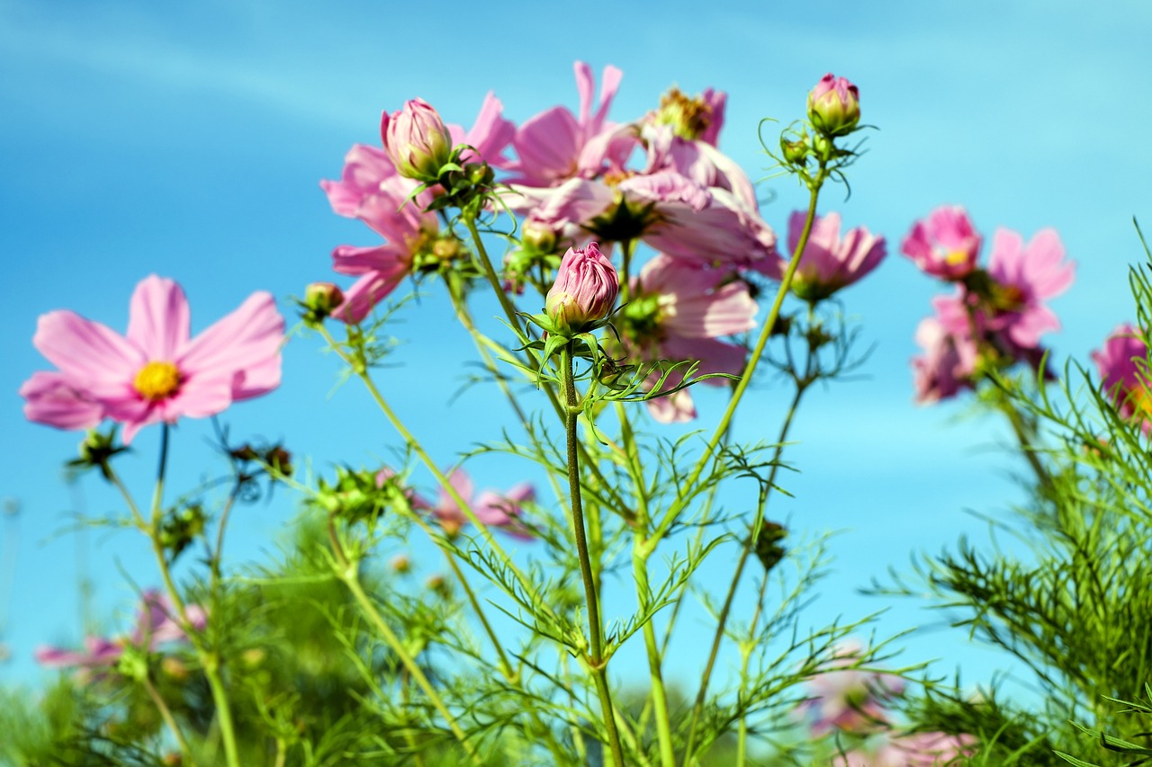 夢中的鮮花盛開