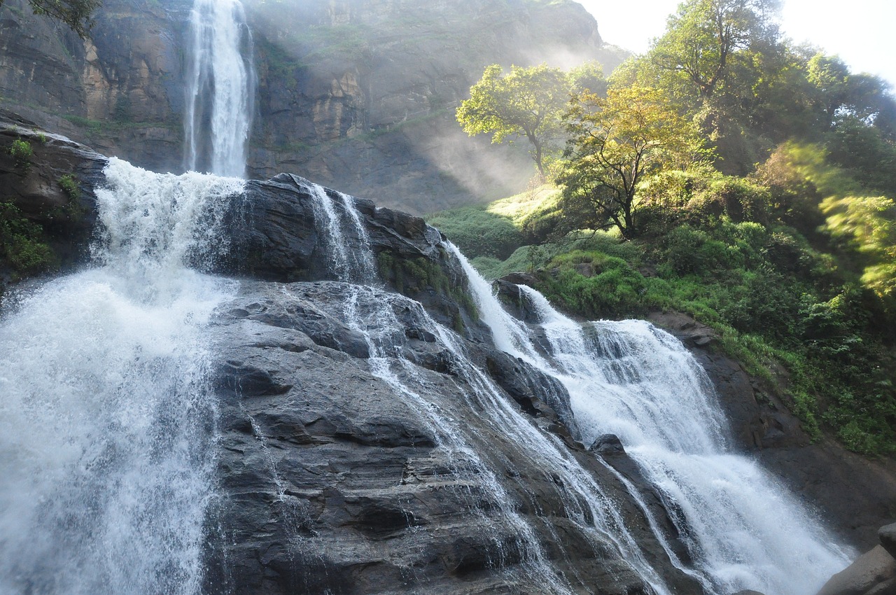 柏樹之夢(mèng)，一場(chǎng)深邃的夢(mèng)境之旅