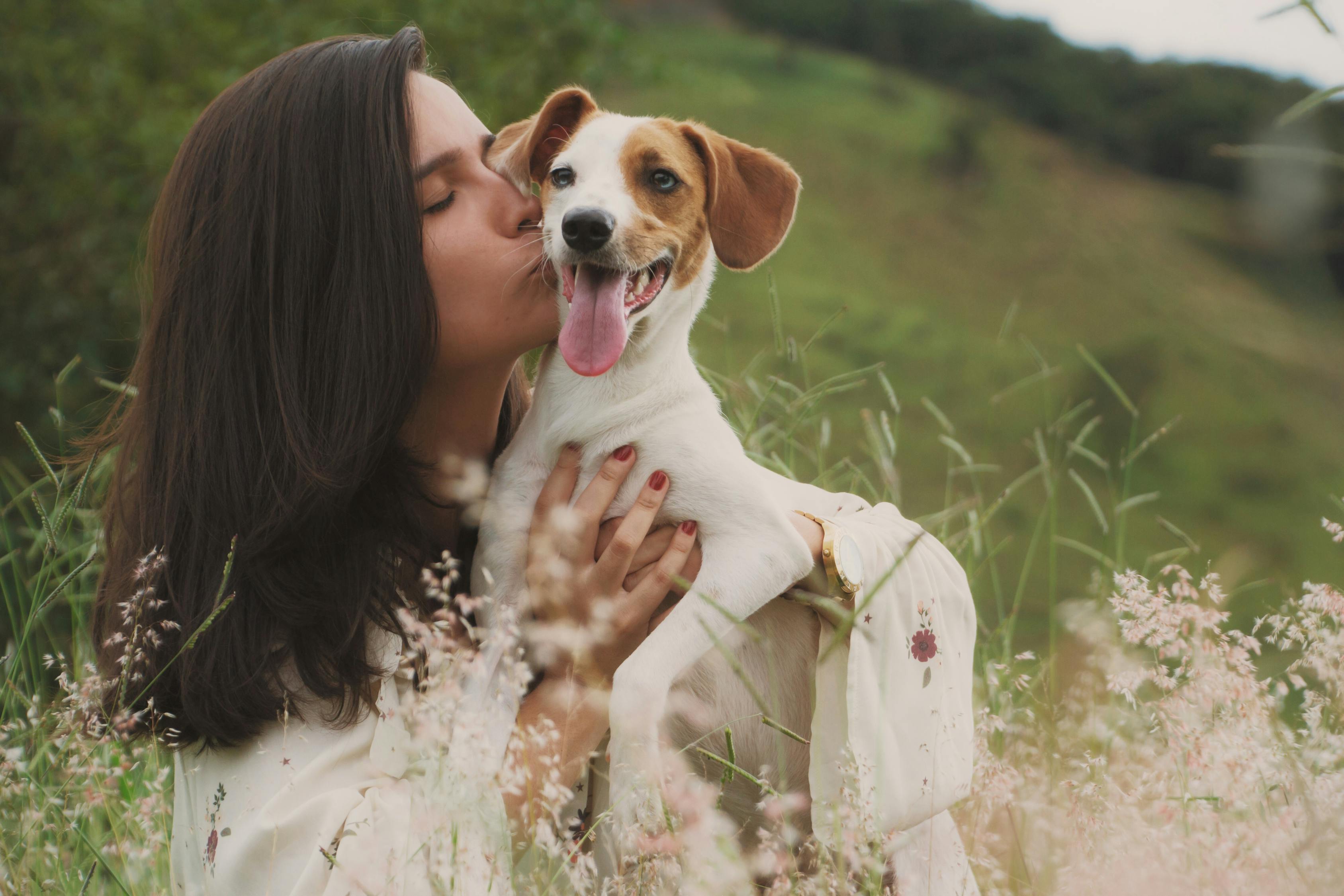 夢(mèng)中狗影，一場(chǎng)與眾多犬只的奇妙邂逅