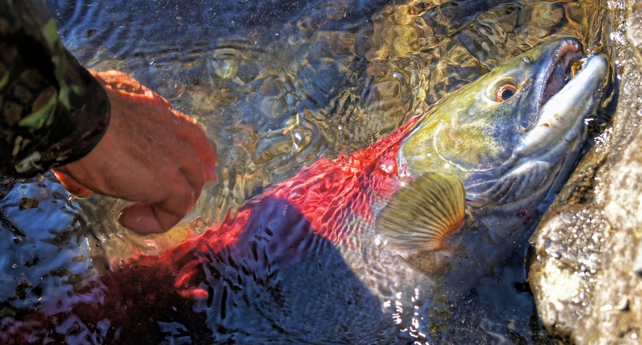 夢中魚影——釣魚魚跑的遐想