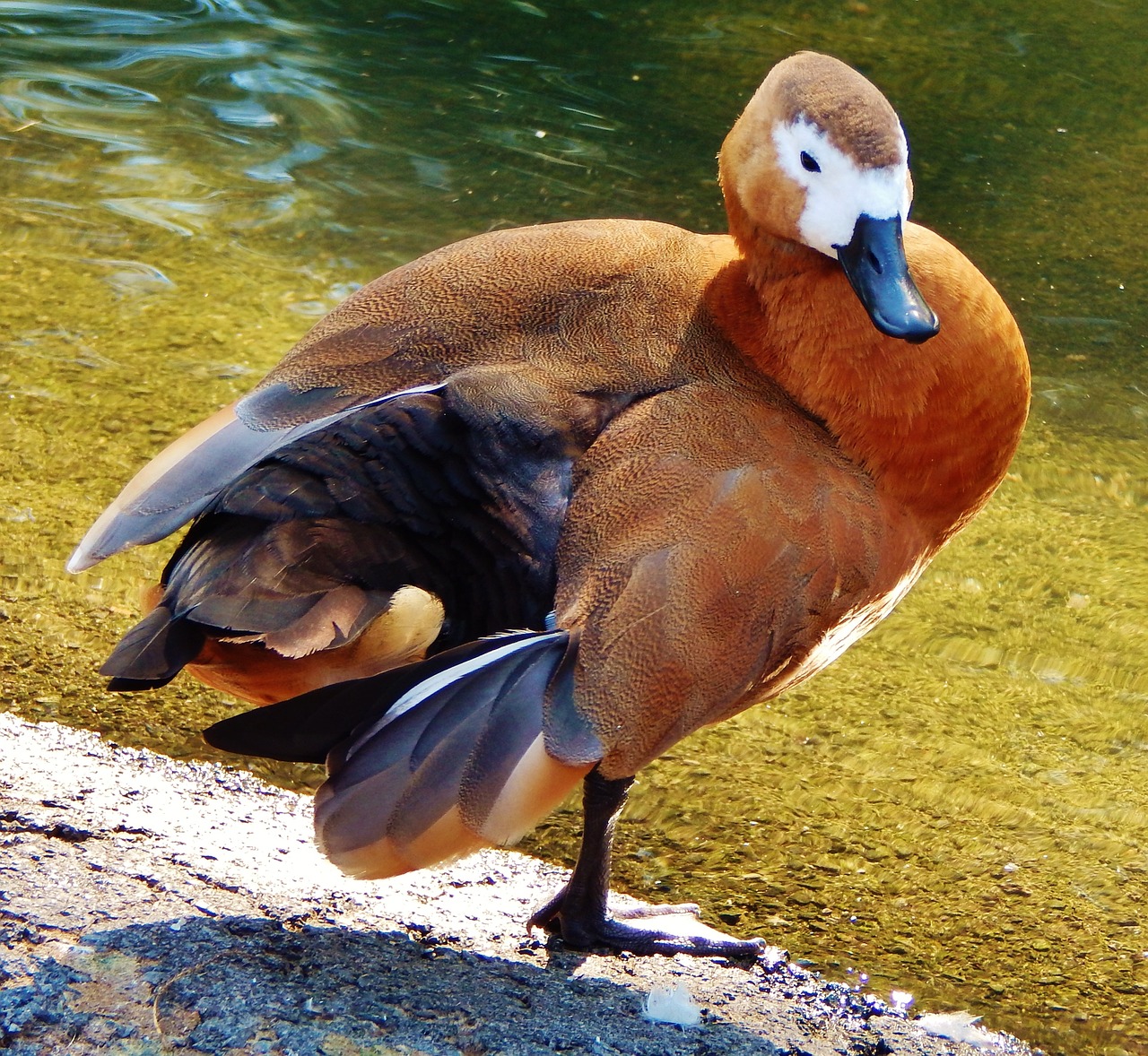 知鳥下載安裝_知鳥平臺(tái)下載安裝