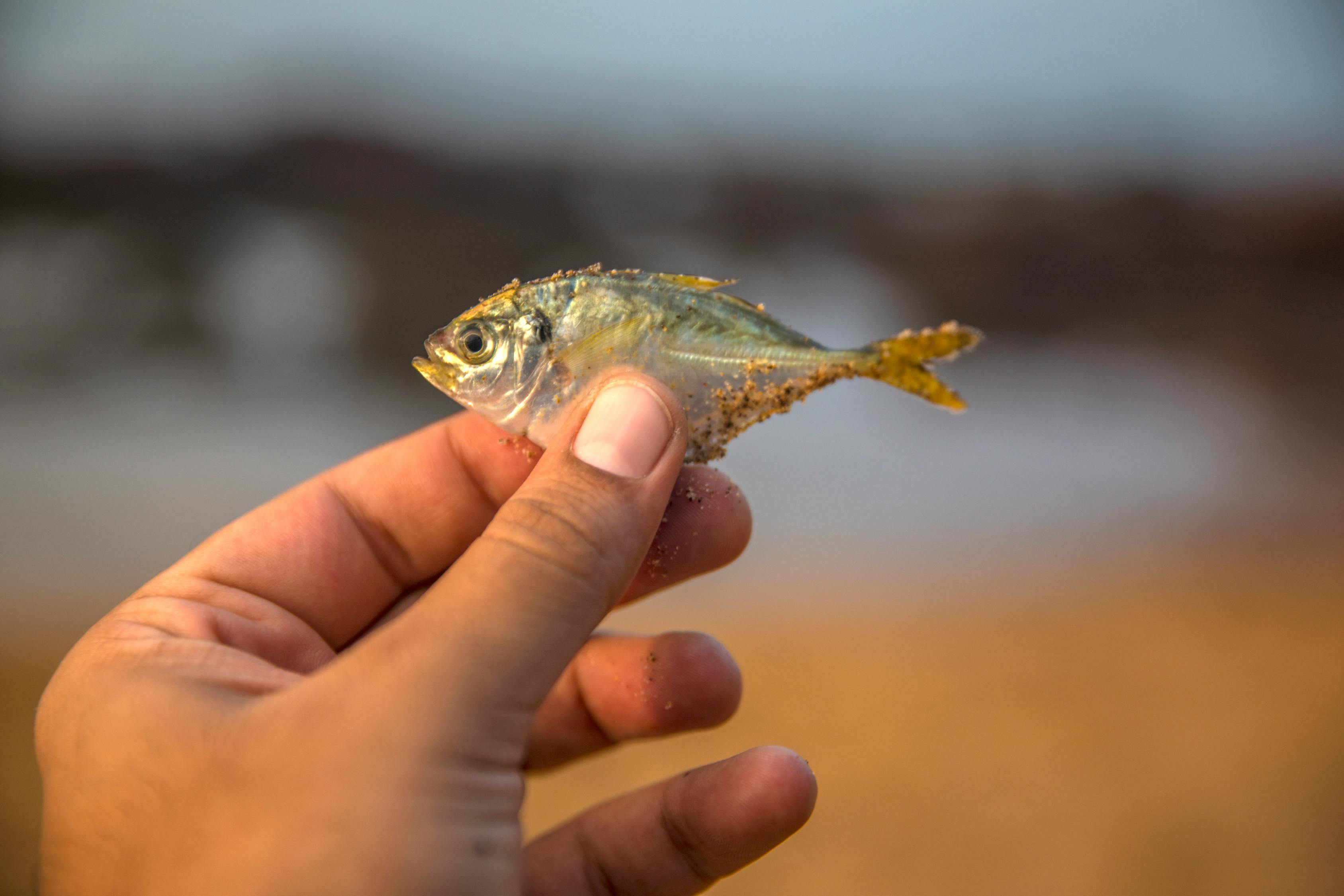 夢到釣到魚，寓意與解讀