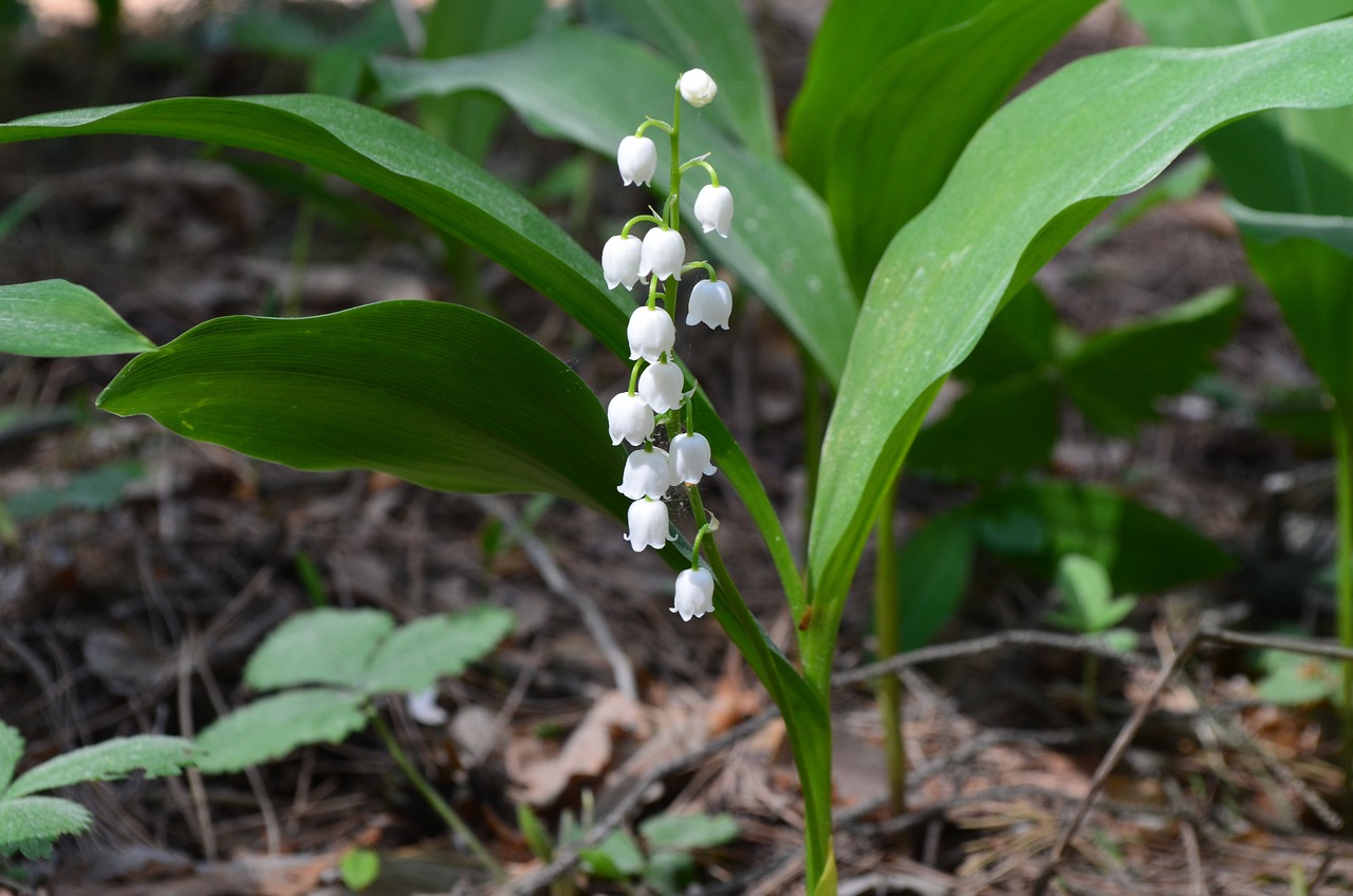 夢(mèng)中之花，生機(jī)盎然——我的夢(mèng)境與花的故事