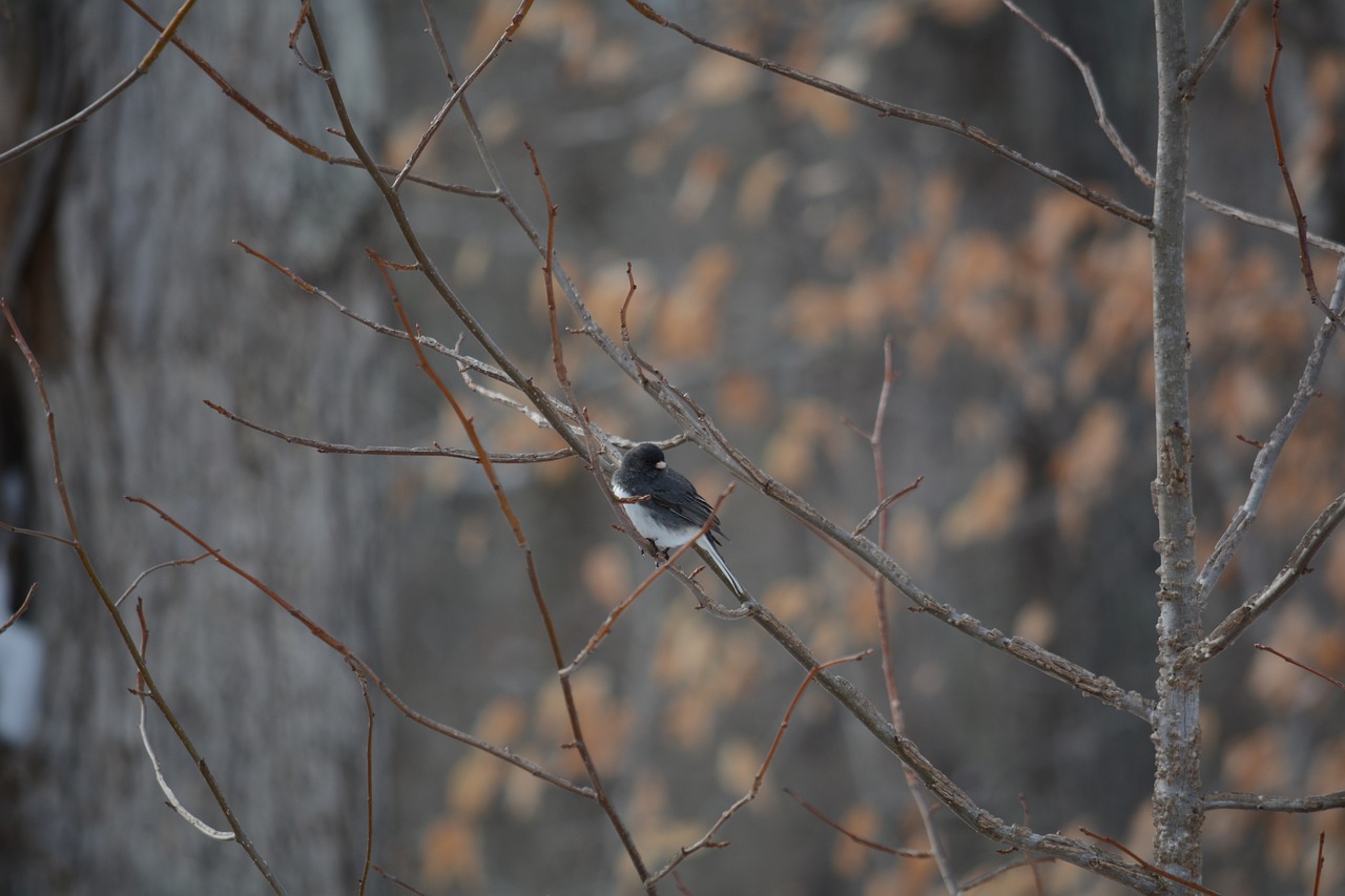 夢(mèng)到抓鳥(niǎo)，寓意與解讀