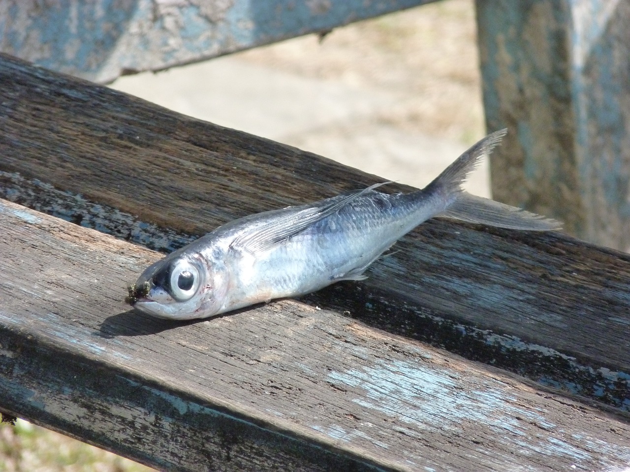 夢(mèng)到魚(yú)咬我，寓意與解析