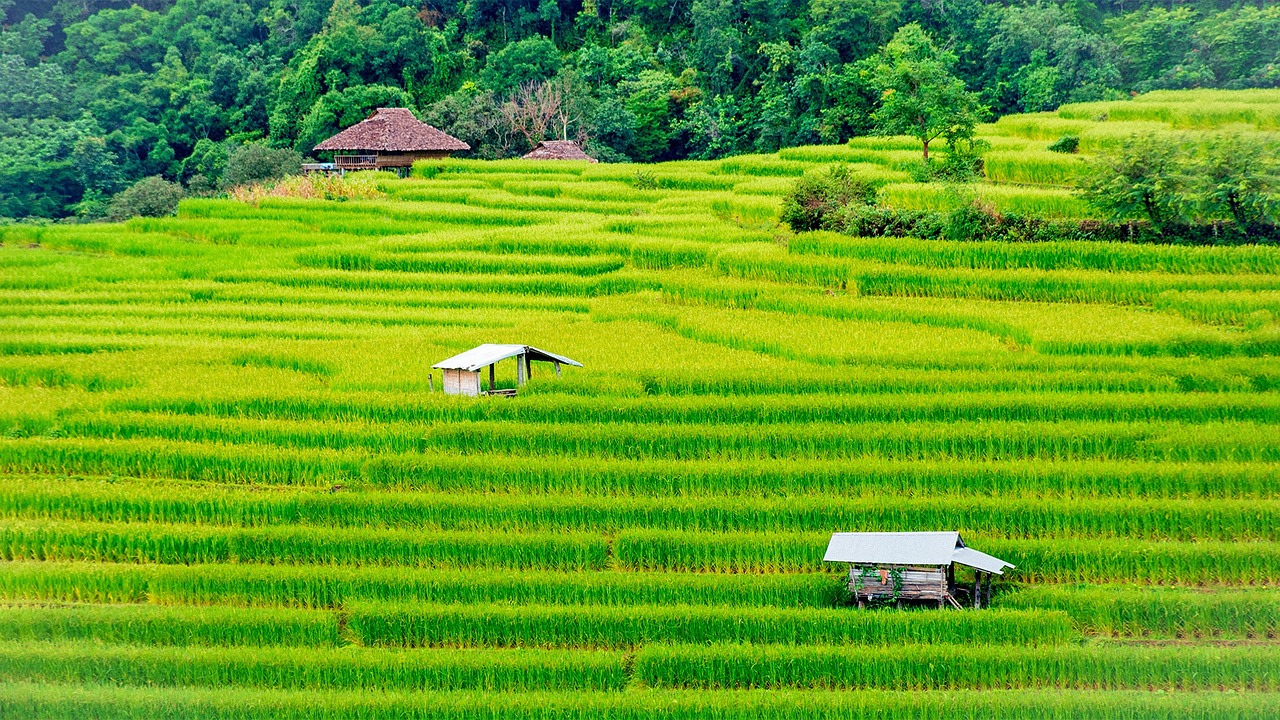 一款讓玩家深度體驗(yàn)農(nóng)業(yè)種植樂(lè)趣的免費(fèi)農(nóng)場(chǎng)種菜游戲