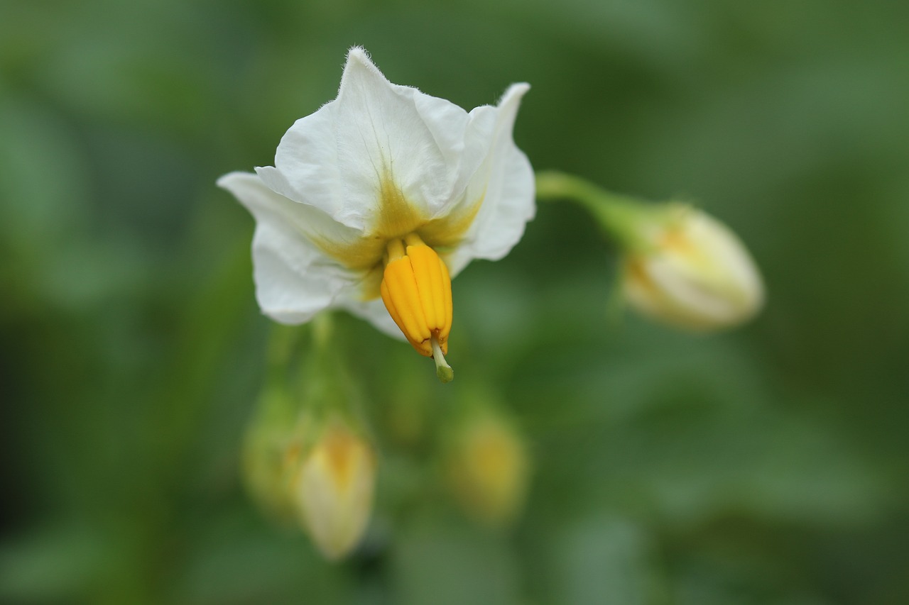 夢(mèng)中綻放的純凈之花——白花之夢(mèng)