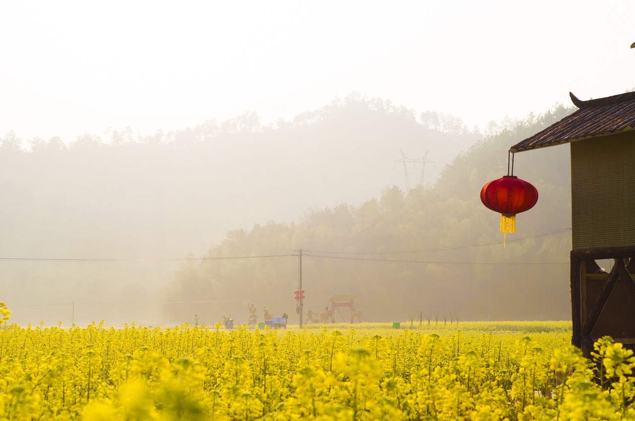 夢中的花海——我的栽花之旅