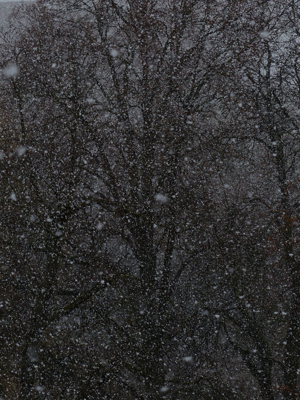 夢中雪舞，心靈的洗禮