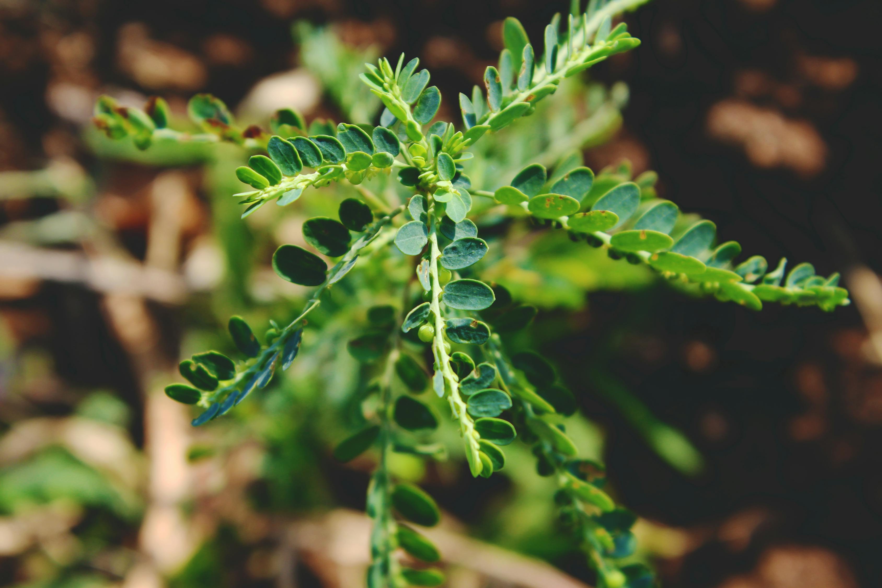 夢(mèng)中的異樣生物——蝎子與蜈蚣的神秘啟示