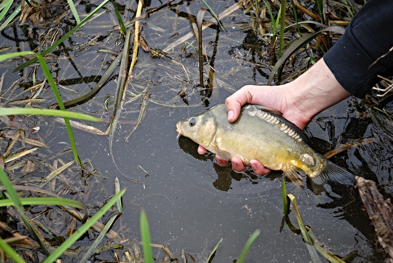 夢釣鯉魚，寓意與啟示