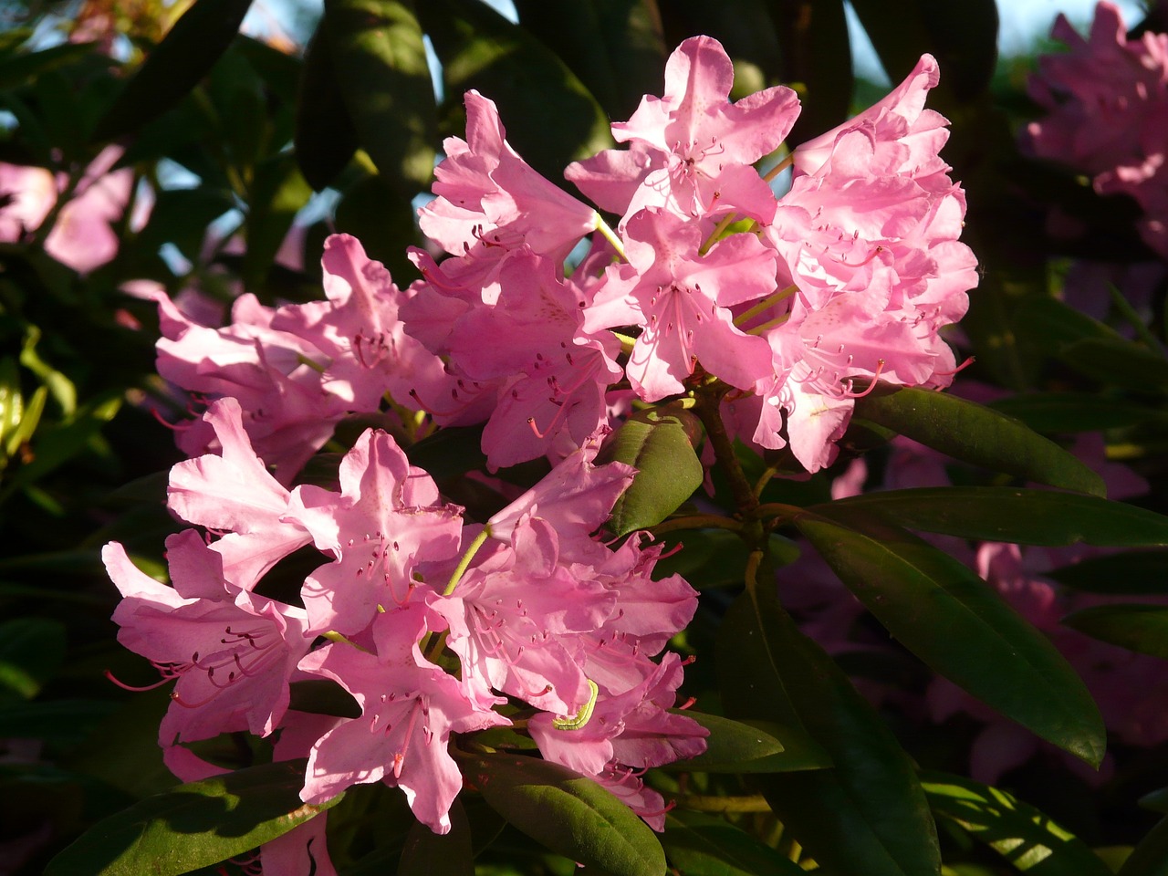 草莓之夢(mèng)，一場(chǎng)甜蜜的幻游