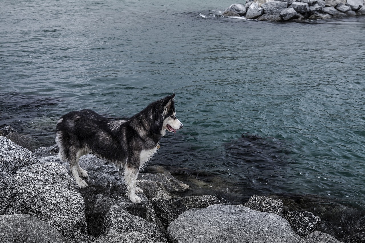 哈士奇作為一種忠誠、活潑的犬種，深受人們喜愛。作為一款專門為哈士奇設(shè)計的網(wǎng)站插件，它不僅能夠幫助用戶更方便地管理和查看哈士奇的相關(guān)信息，還能提高用戶體驗。