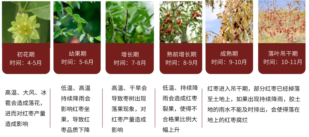 紅棗：新季棗尚未集中下樹 棗農(nóng)挺價情緒偏強